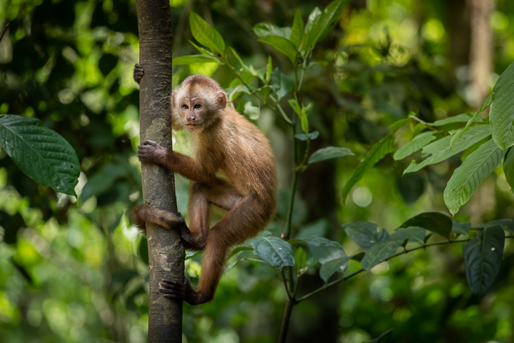 A little monkey climbing trees