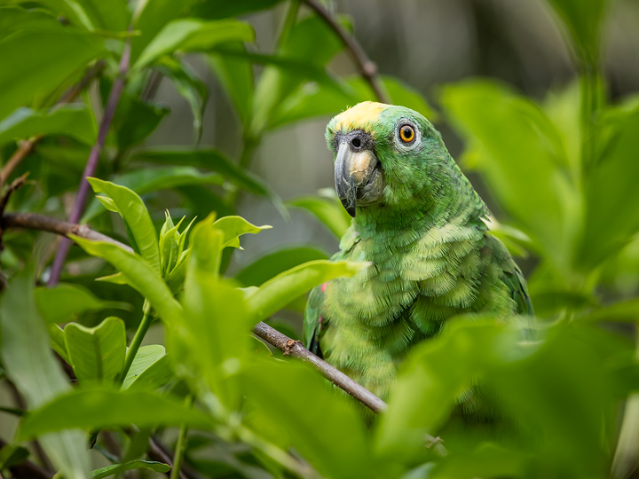 Little parrot lola at Corto Maltes