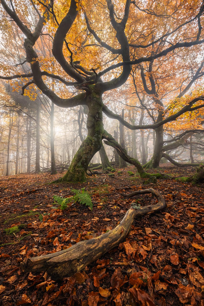 Photo of gnarly tree with leaves and branches in close foreground