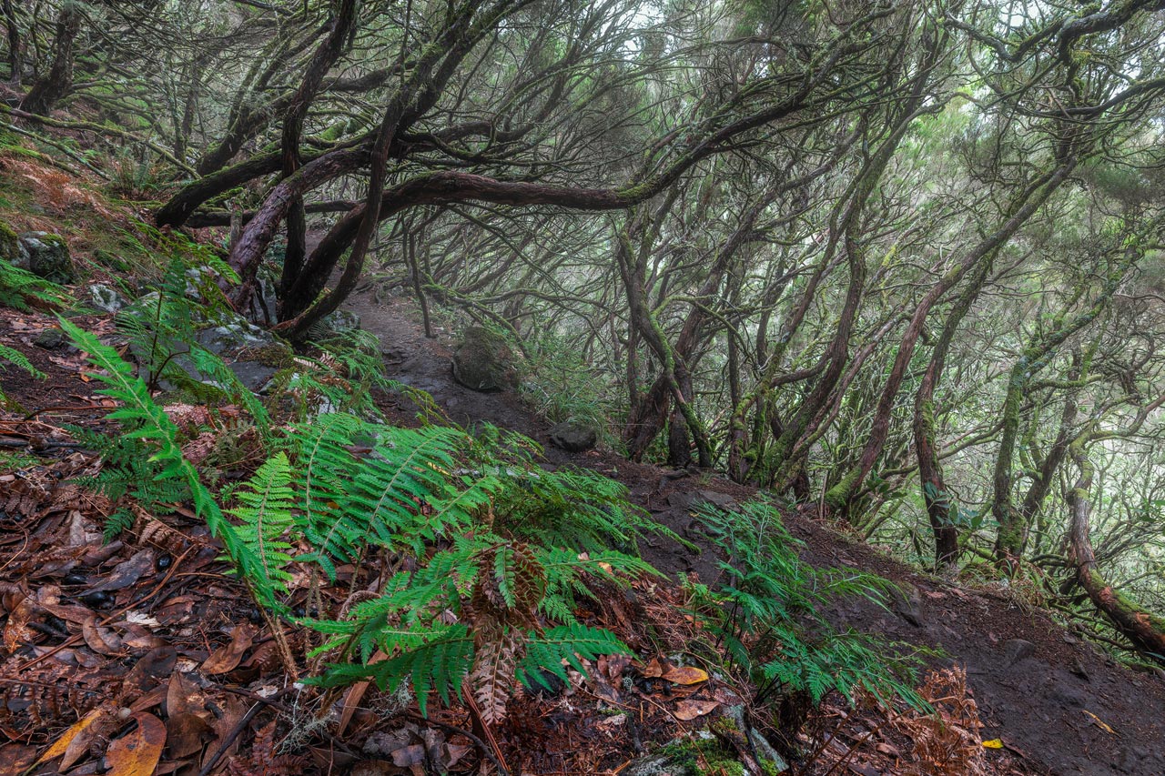 Focus Stacked Woodland Photo