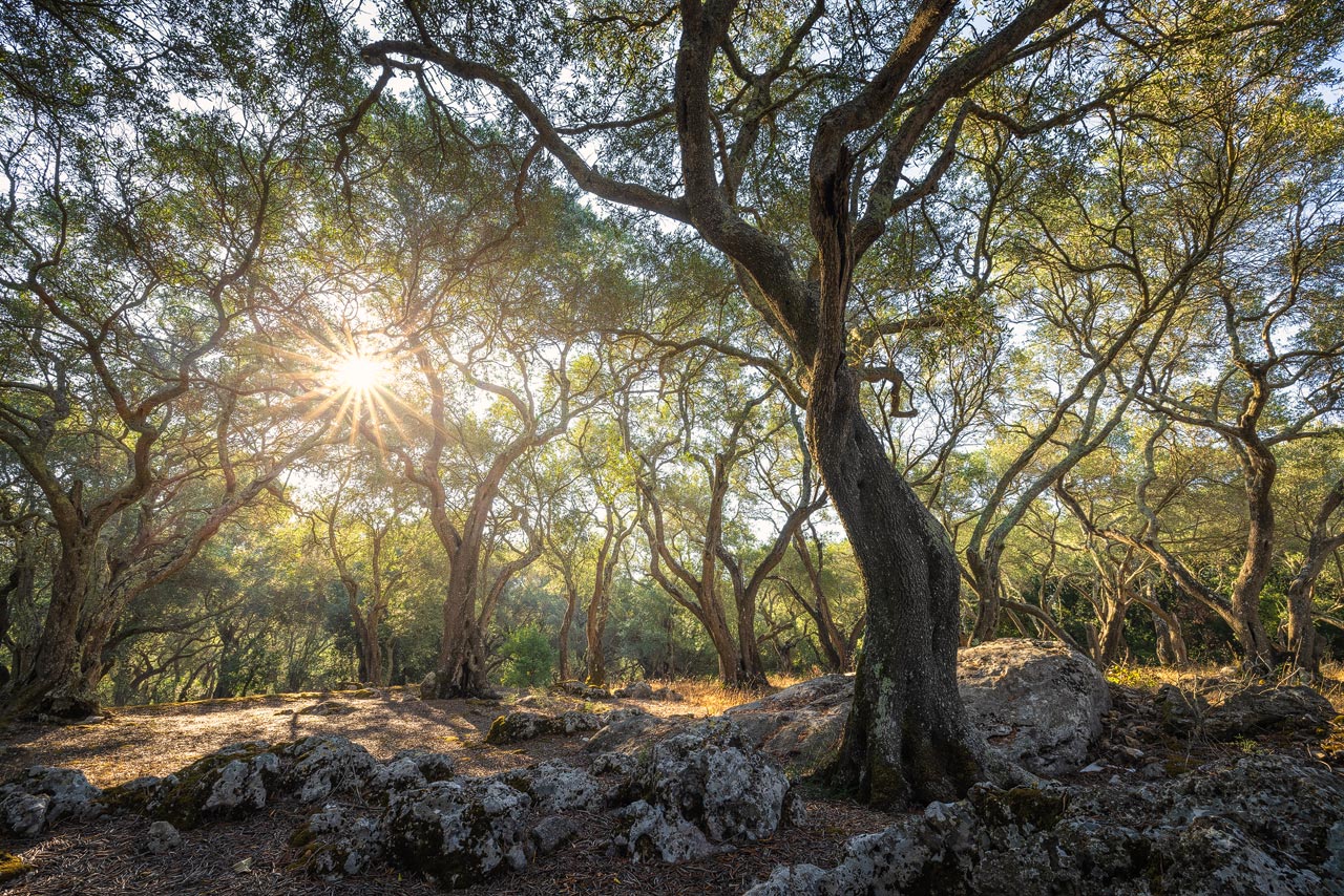 Liapades Olive Grove