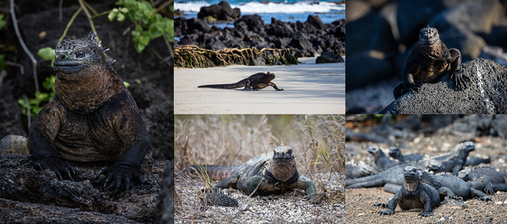 Portraits of different sea Iguanas on Isabela
