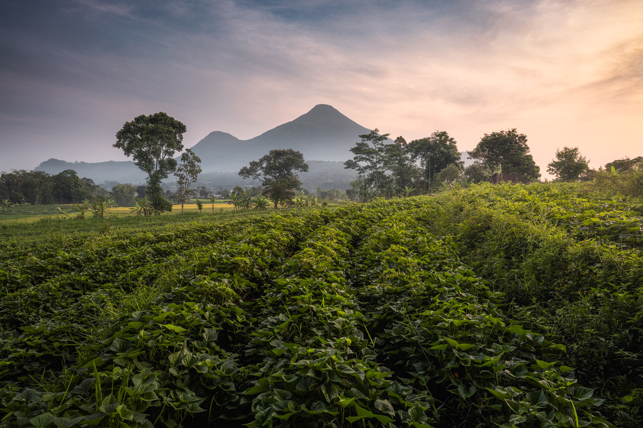 Selotapak Selotapak Java Indonesia