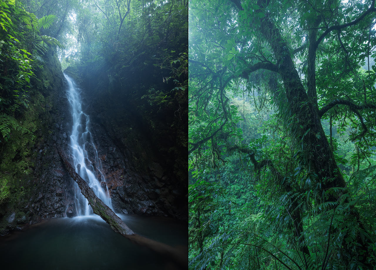 Vistaverde Cloud Forest