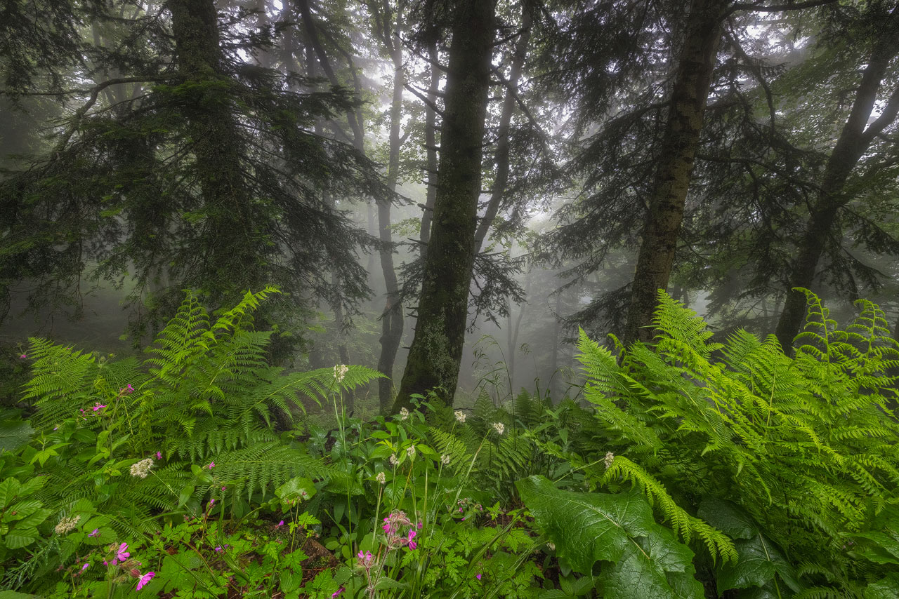 Fairy Forest Auvergne