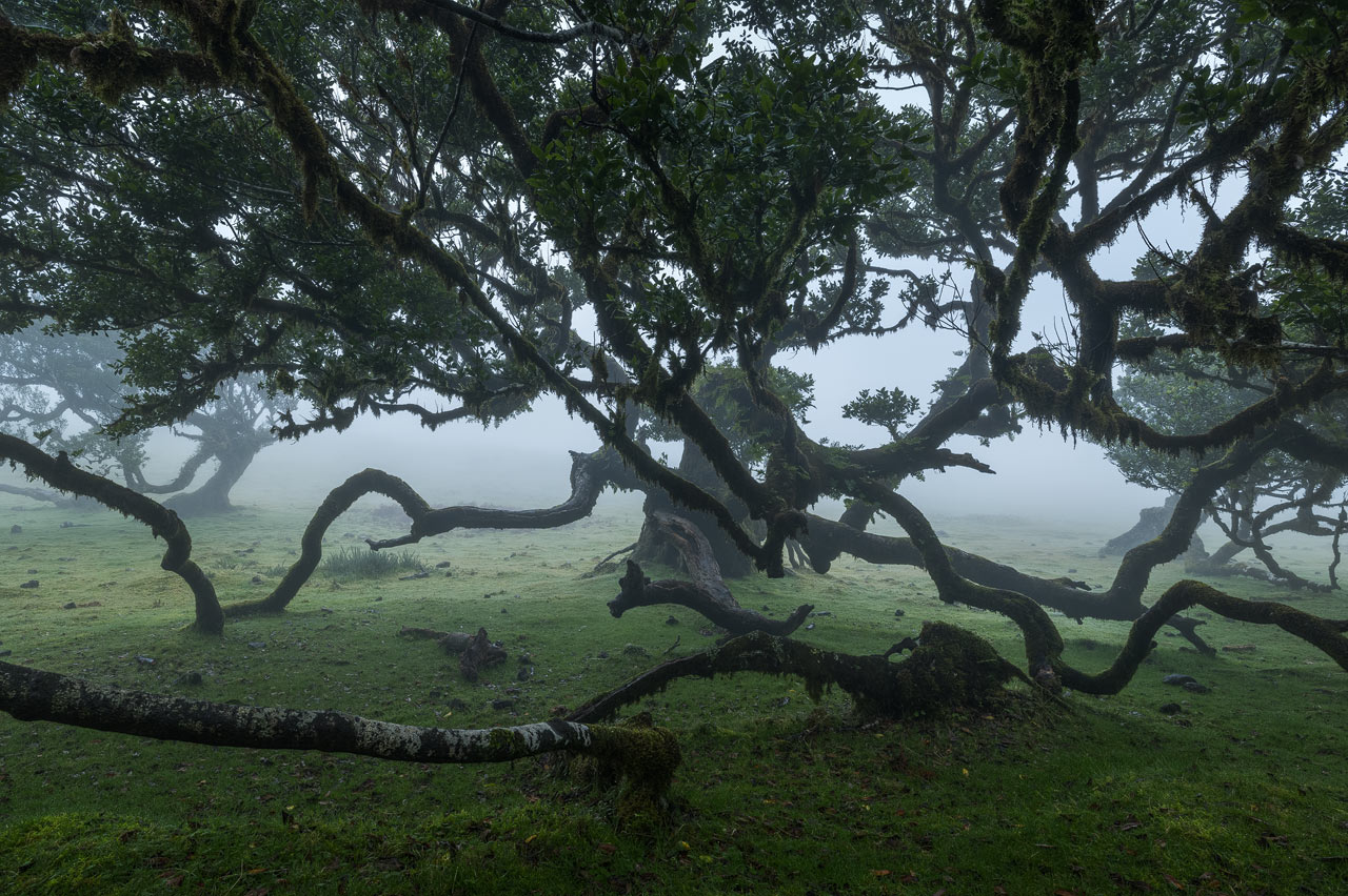 Fanal Photography Guide