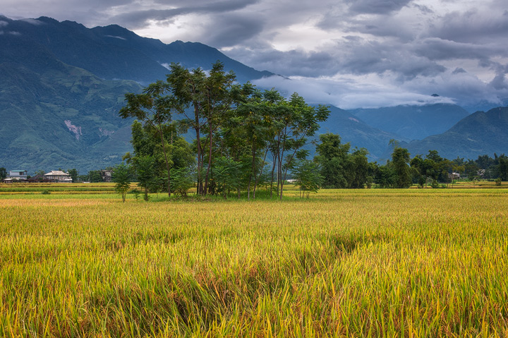Rice fields in Yen Bai district of Vietnam