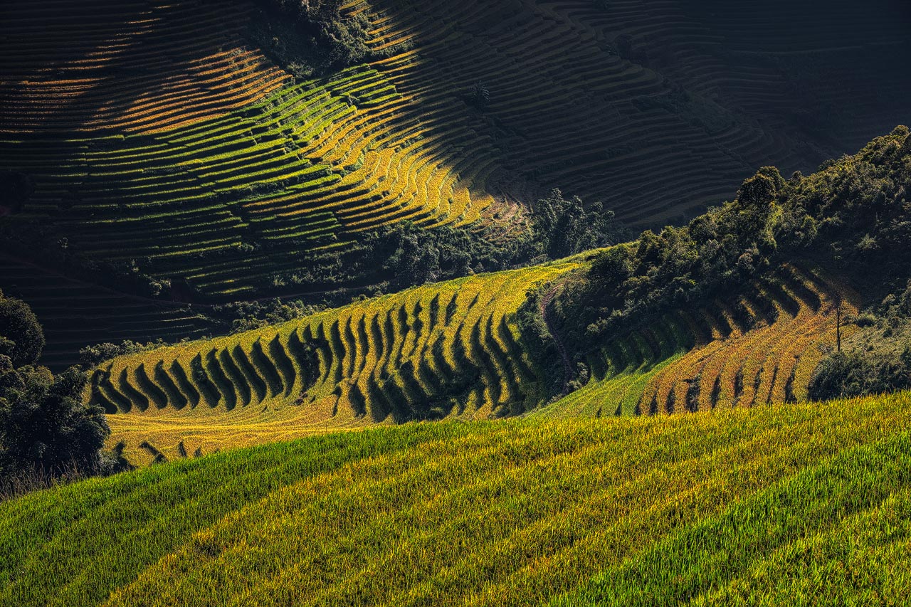 Landscape Photo of the Sapa Rice Paddies