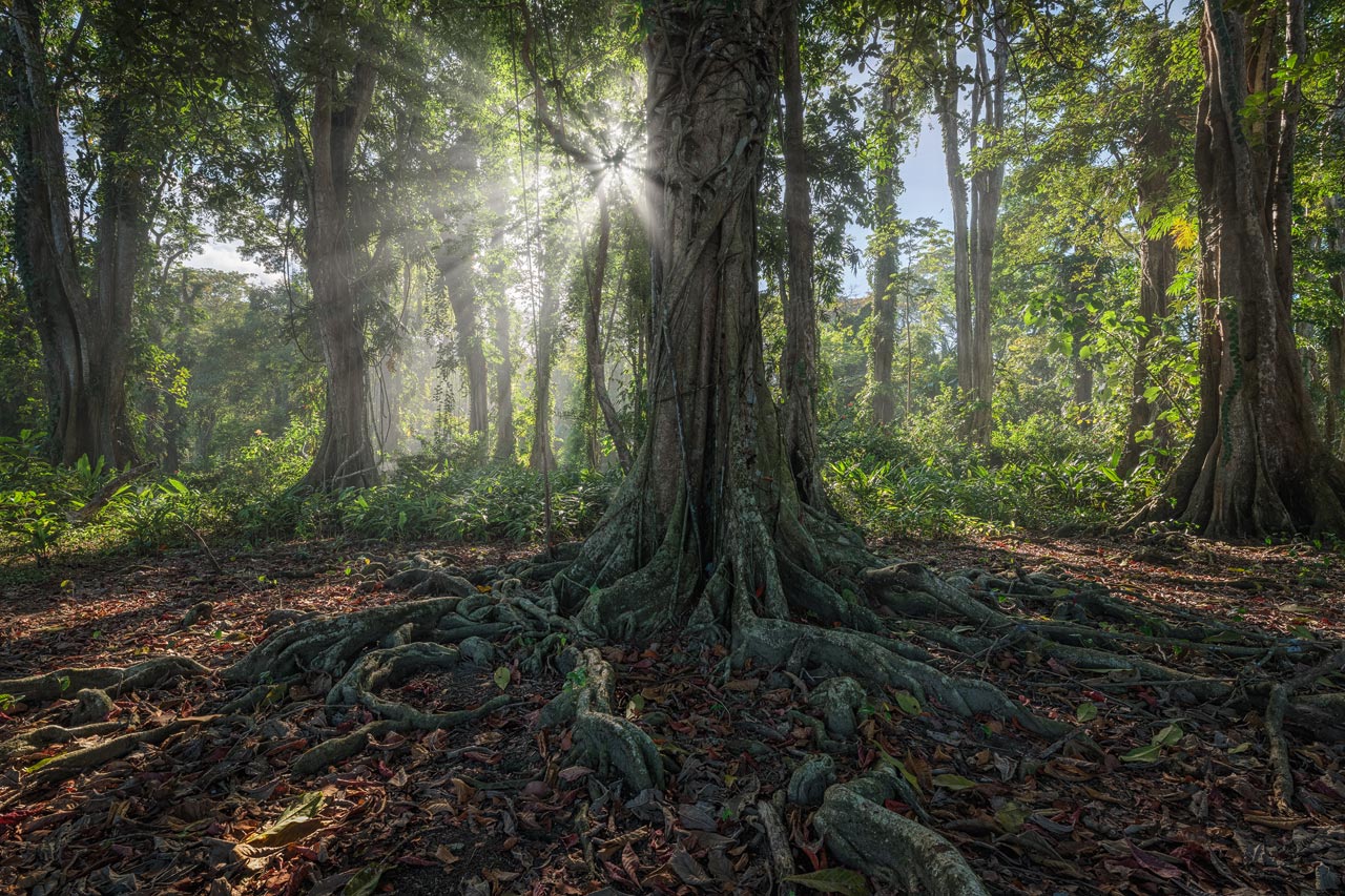Cocles Coastal Forest