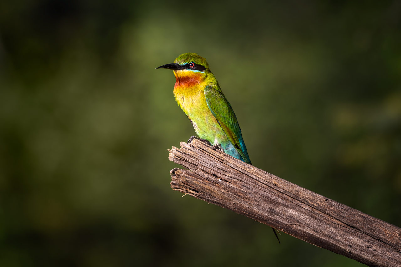 Bee-Eater