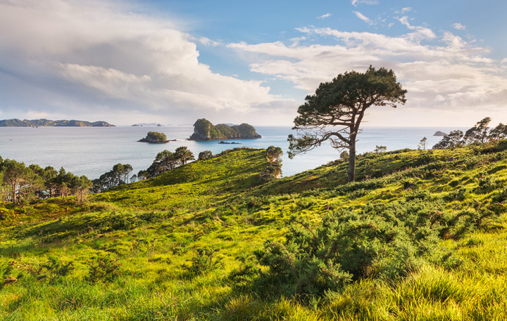 Lush green meadows at the Coromandel Coast
