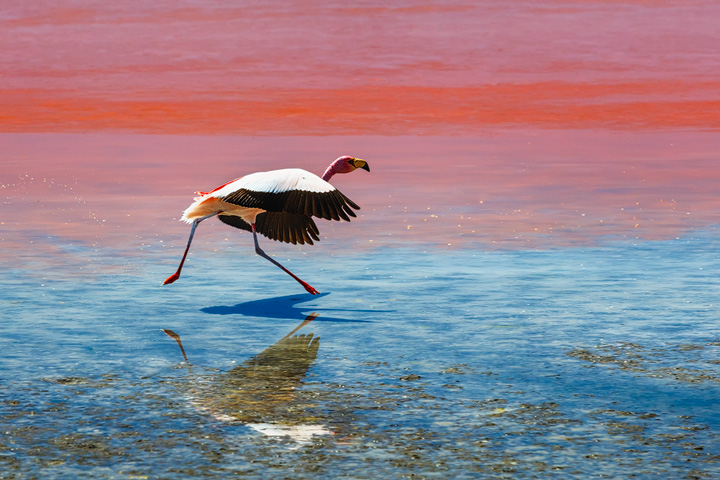 A flamingo takes of at Laguna Colorada in Bolivia