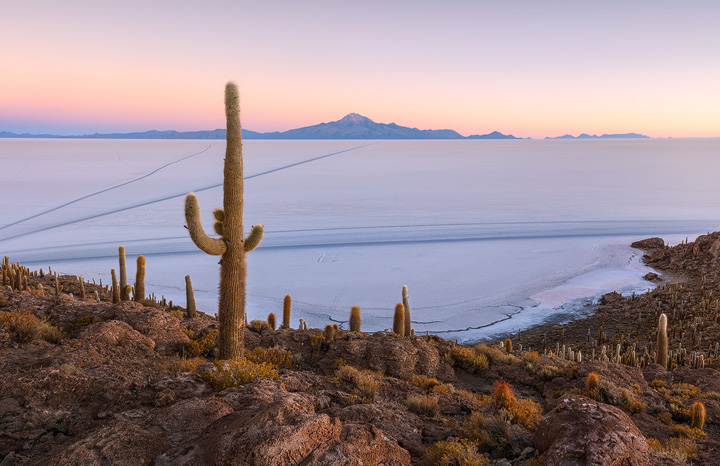 An island full of cacti in the middle of the salt flats