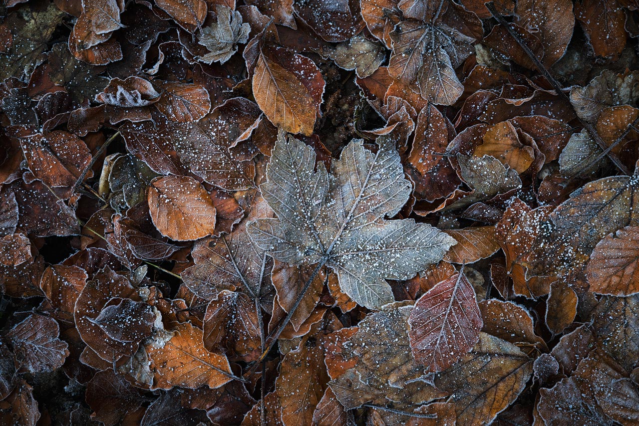 Fallen