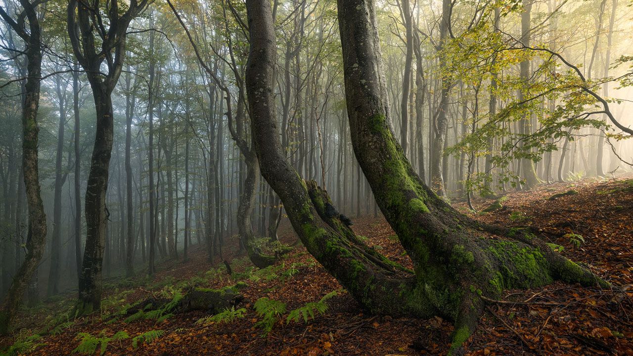 Light in the Forest