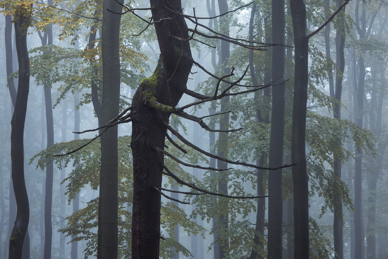 Forest Wraith