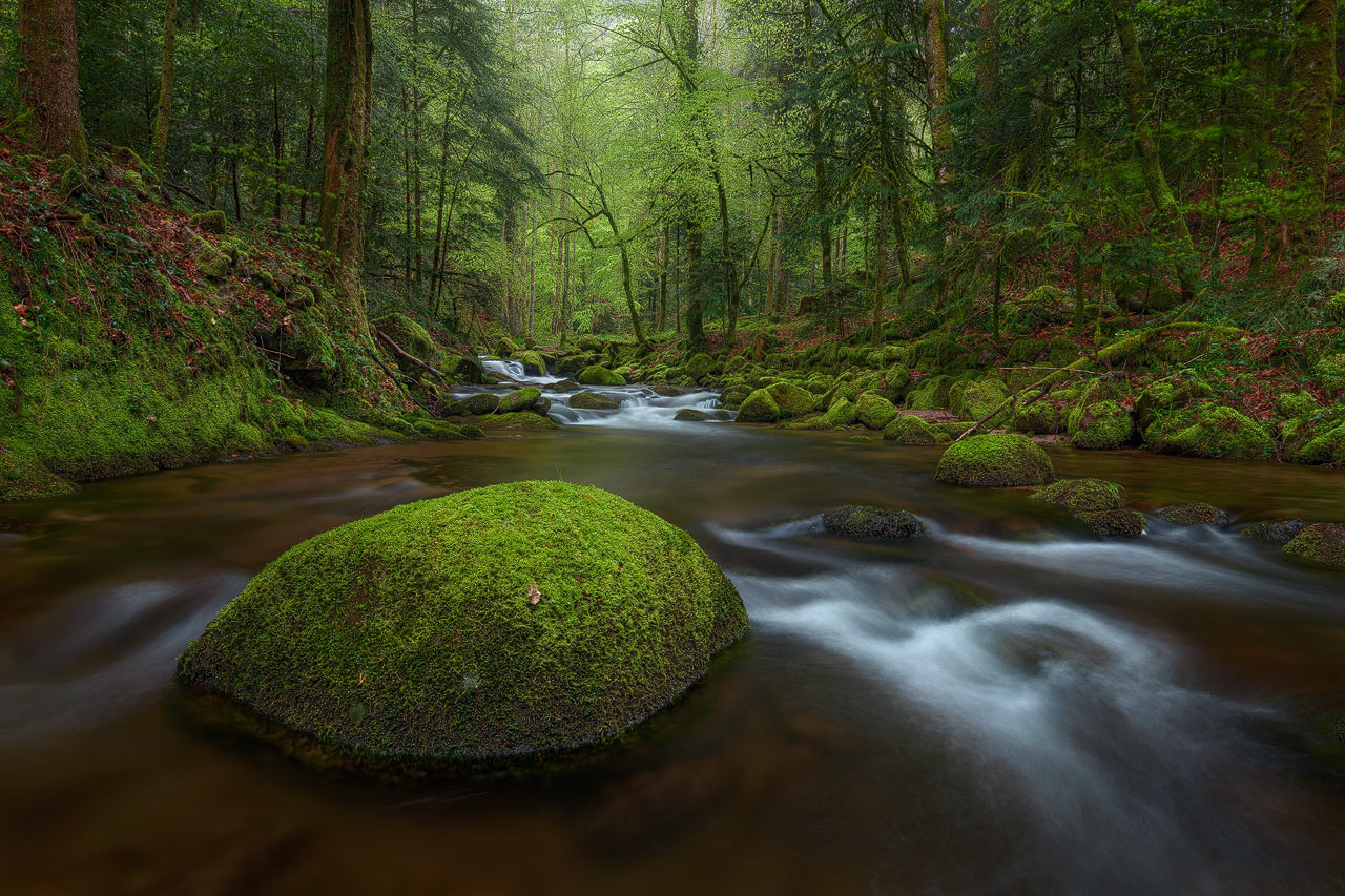 Grobbach Rainforest