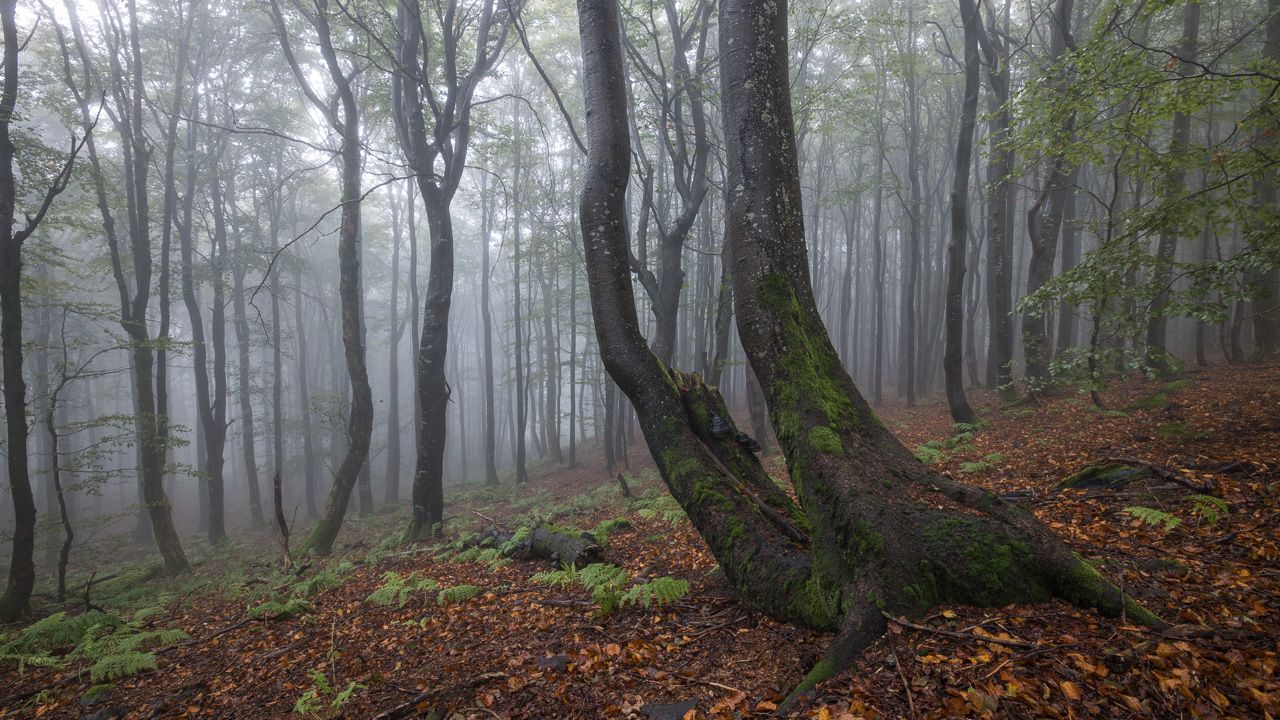 Foggy forest without light