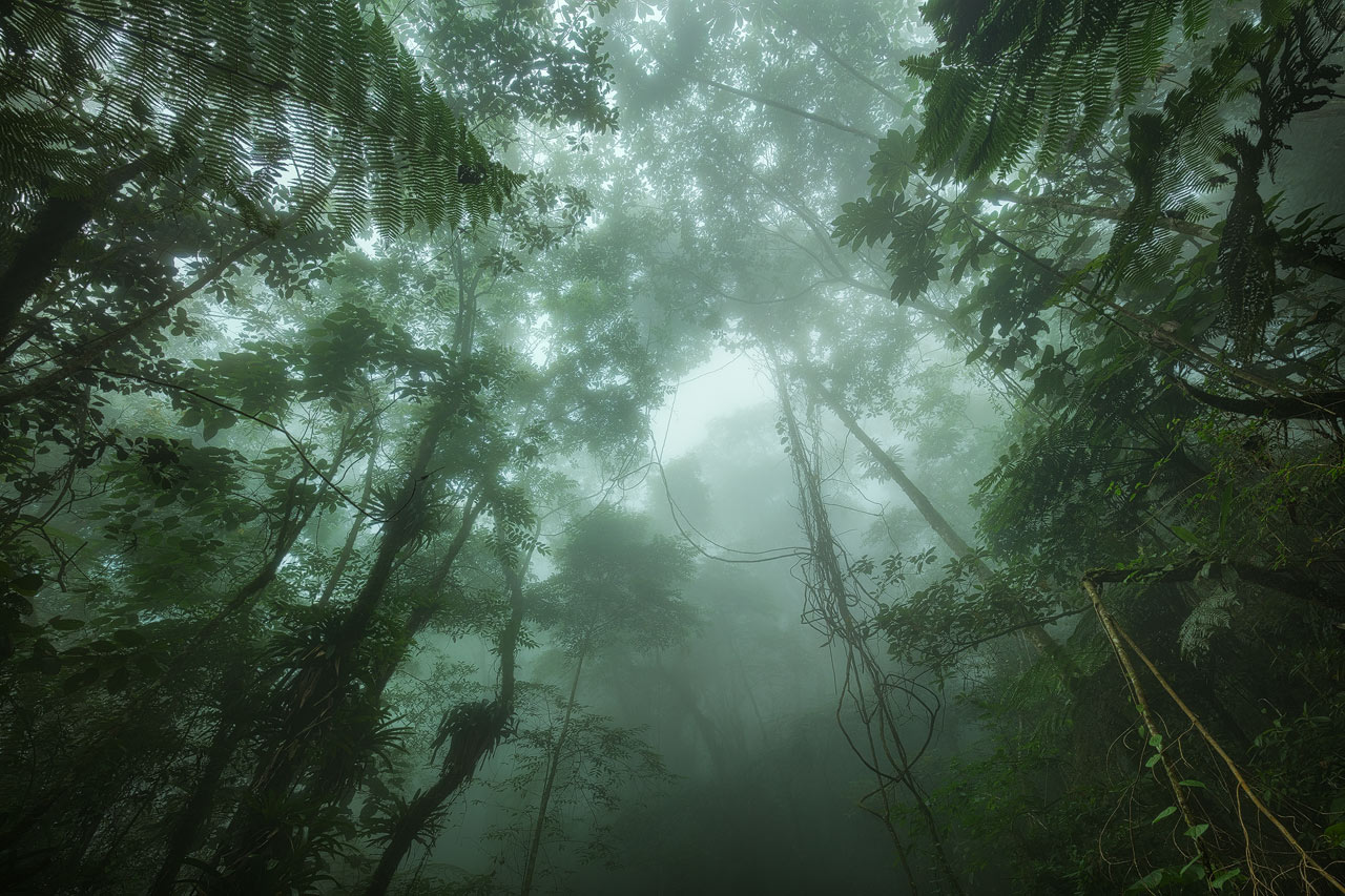 Rain Forest