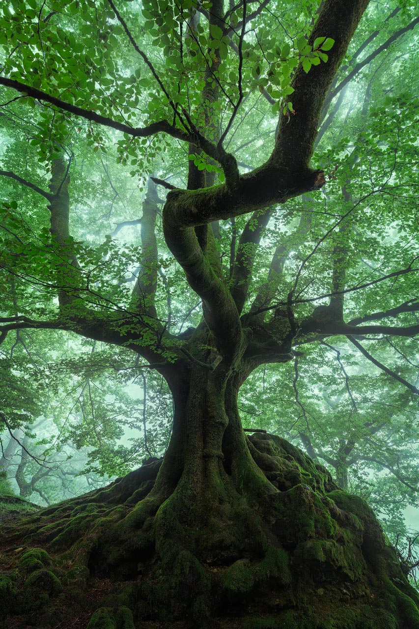 The Magic Tree