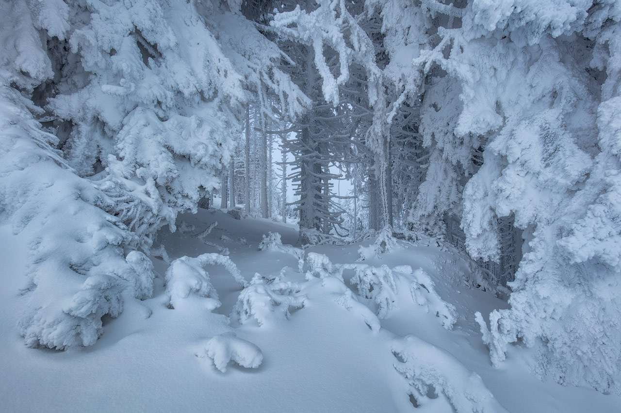 Winters Heart