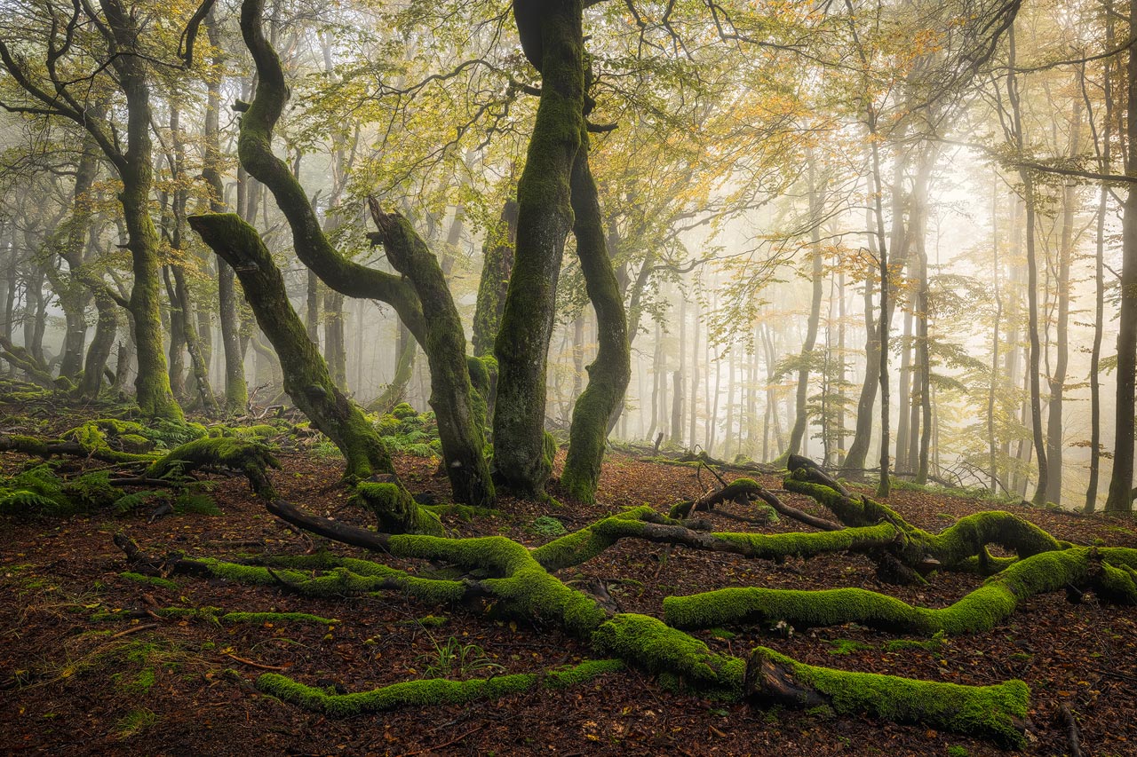 Woodland Photography Tutorial