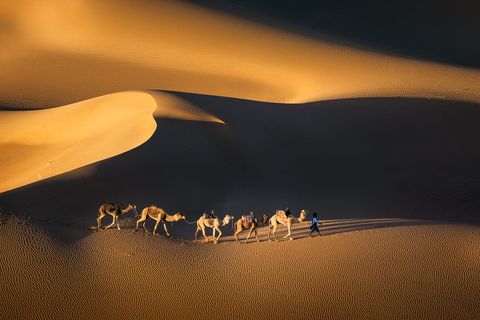 Caravan 2 A berber walks the desert with his camels during sunset.