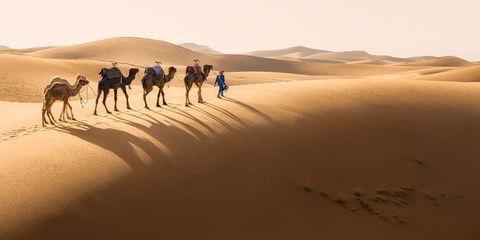 Caravan 3 A person in blue clothing leads a caravan of camels across golden sand dunes in a desert with long shadows and rolling hills in the background.