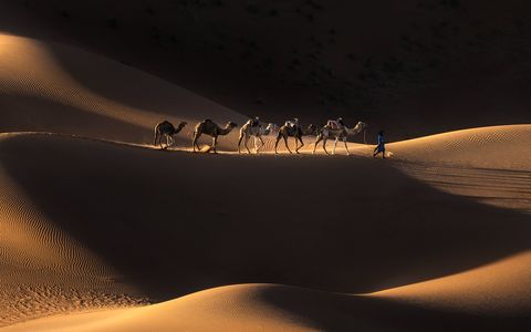 Caravan 4 A berber with his camels, walking through the desert.