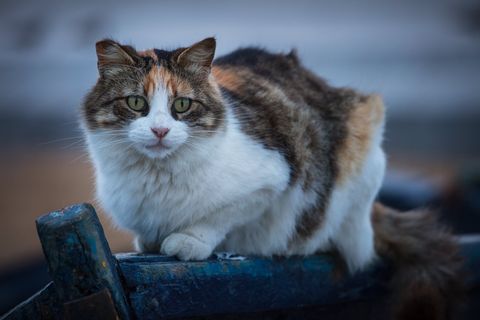 Essaouira Cat A cat with green eyes sitting on a weathered wooden surface, looking directly at the camera.