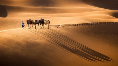 Berber A person leading five camels across sunlit sand dunes casting long shadows.