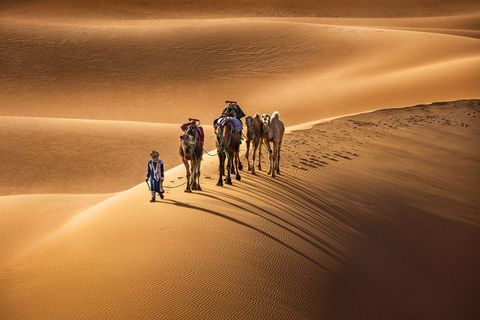 Berber 2 Person in traditional clothing leading camels across sand dunes in the desert.