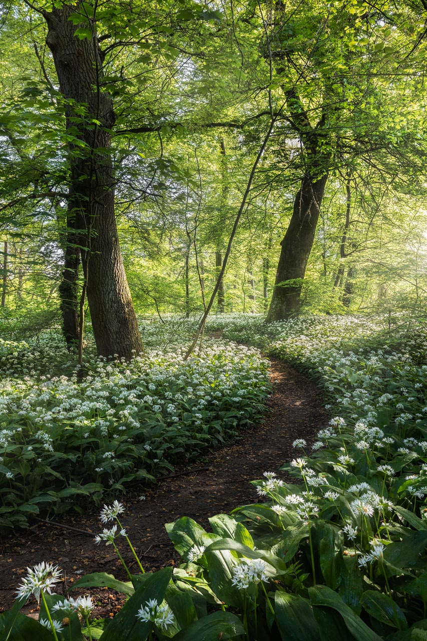 A small trail leading through a carpet of wild garlic in a vibrant forest