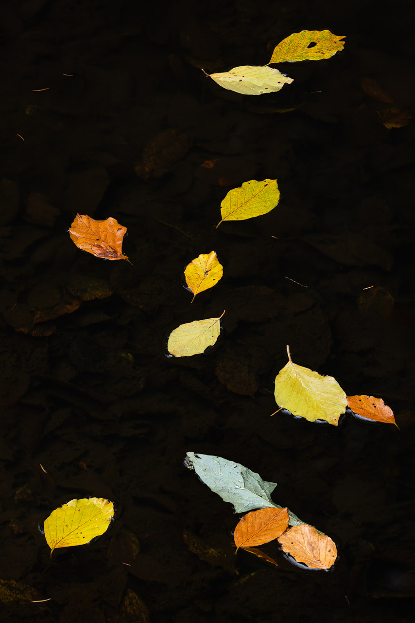 Herbstblätter in einem Teich im Bayrischen Wald