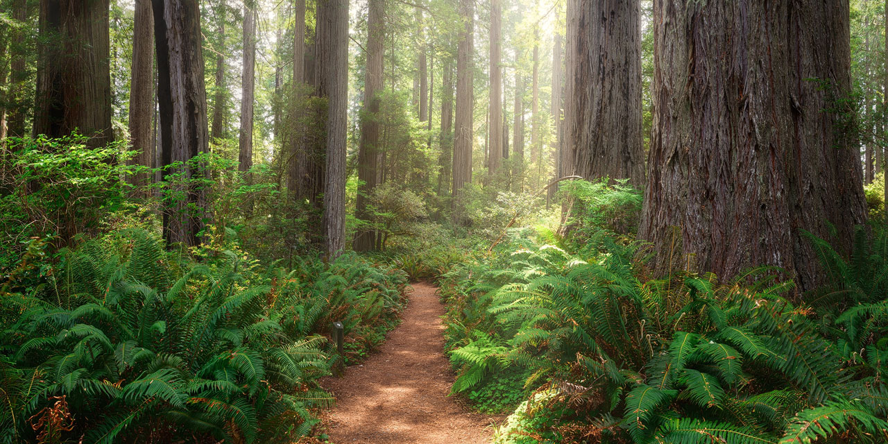 Redwoods Magic