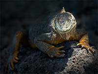 A land Iguana on a dark rock on South Plaza island in the Galapagos Archipel