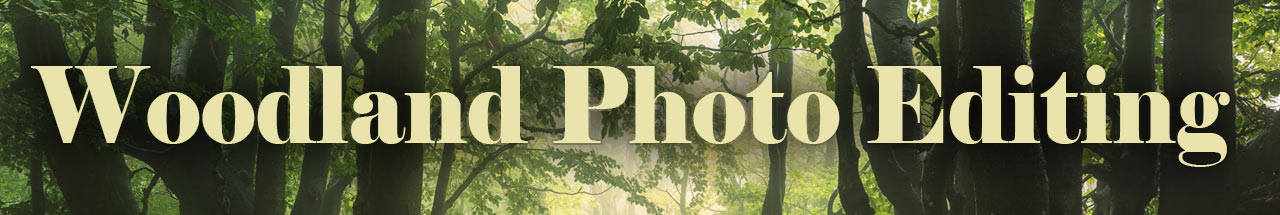Photo Editing for Woodland Photos