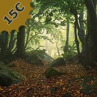 Woodland Photo Woodland Photo Editing, How to Edit Woodland Photos, Woodland Photo Editing