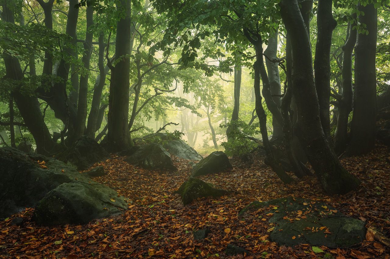 Photo Editing for Woodland Photos Photo Editing Tutorial