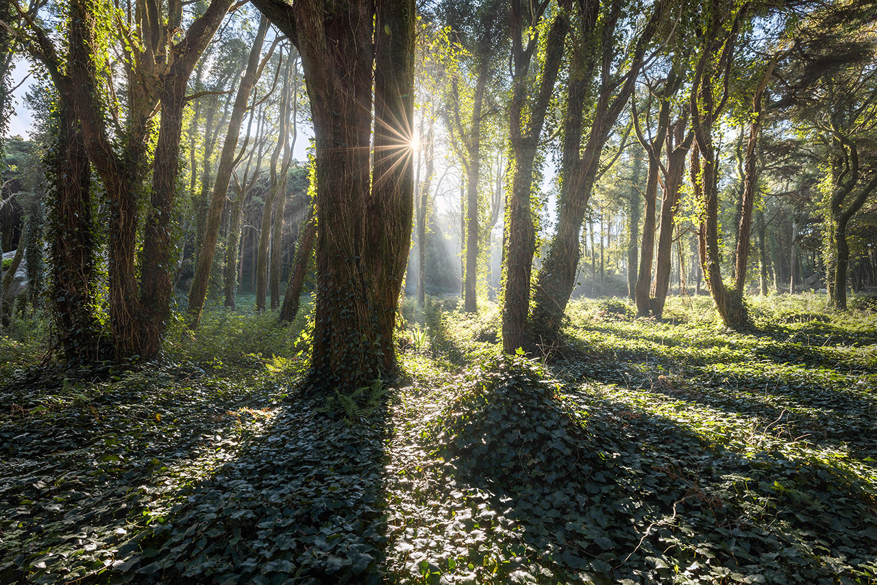 Photographing Fairy Forest of Sintra